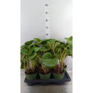 Farfugium japon. 'Wavy Gravy'