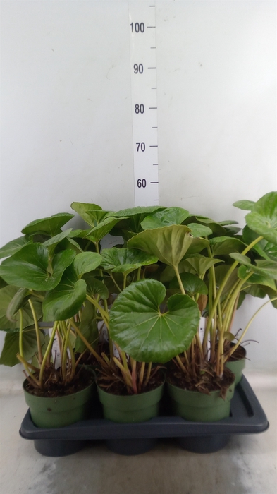 <h4>Farfugium japon. 'Wavy Gravy'</h4>