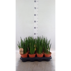 Sansevieria bacularis