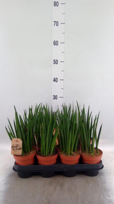 <h4>Sansevieria bacularis</h4>