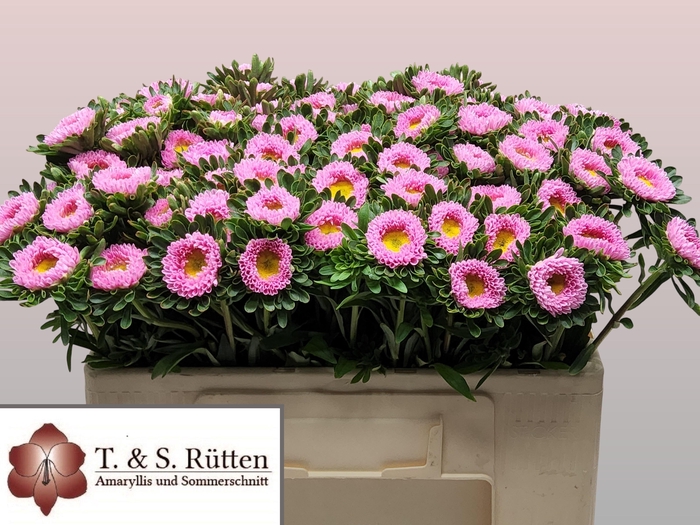 <h4>Callis Mats Pink</h4>