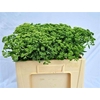 Sedum Spectabile