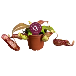 Nepenthes Gaya 8,5 cm