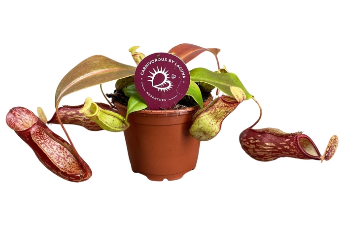 <h4>Nepenthes Gaya 8,5 cm</h4>