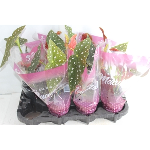 BEGONIA MACULATA P13 PO