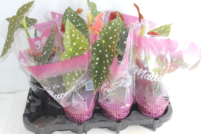 <h4>BEGONIA MACULATA P13 PO</h4>