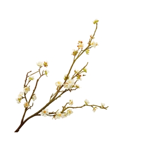 Prunus Cherry Blossom White
