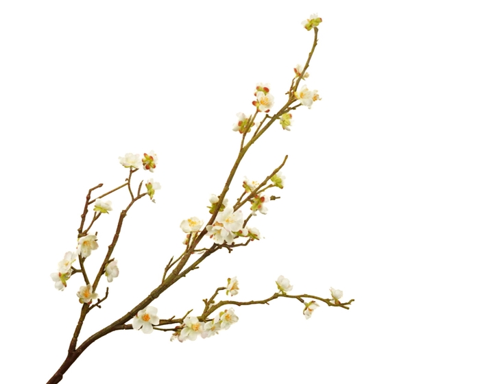 <h4>Prunus Cherry Blossom White</h4>