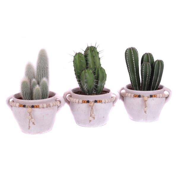 <h4>Cactus 15 cm in teno kruik</h4>
