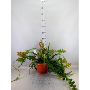 Epiphyllum anguliger