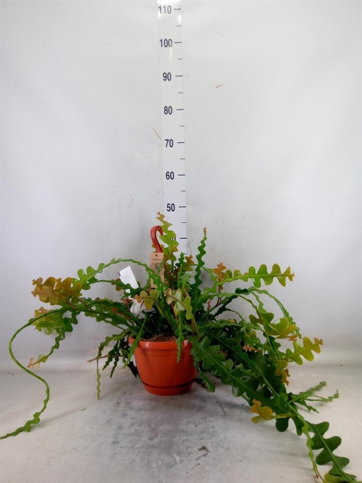 <h4>Epiphyllum anguliger</h4>