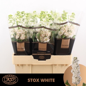 Matth Stox White