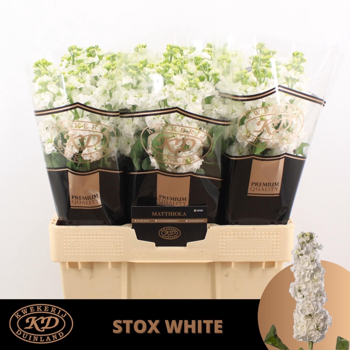 <h4>Matth Stox White</h4>