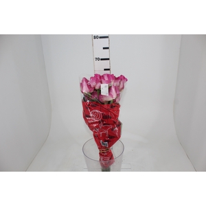 ROSA CANDY AVALANCHE 060 CM ESTUFA