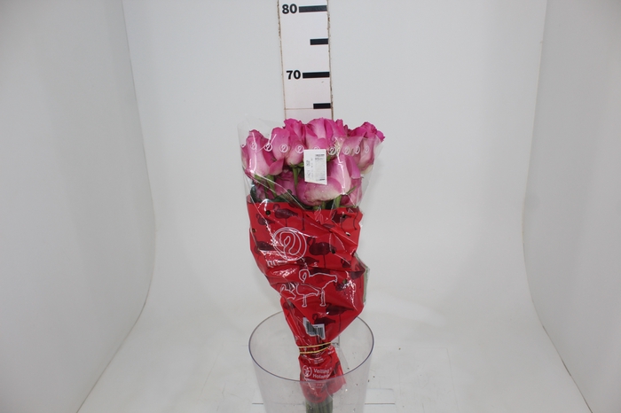 <h4>ROSA CANDY AVALANCHE 060 CM ESTUFA</h4>