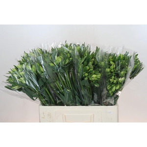 Alstroemeria Selection White