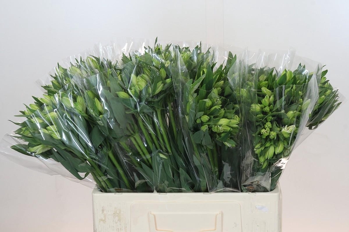 <h4>Alstroemeria Selection White</h4>