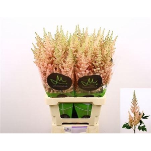 Astil C Vision Inferno