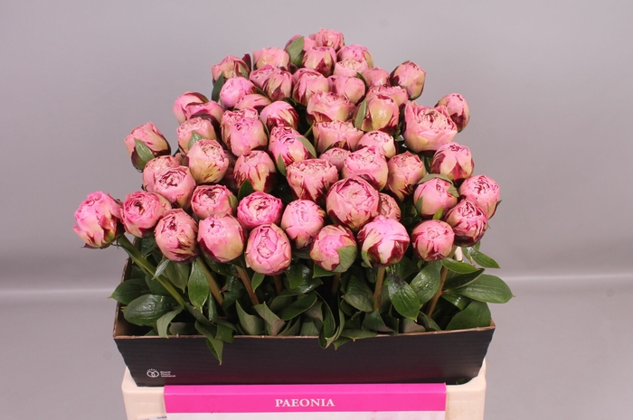 <h4>Paeonia Marguerite Gérard | Heavy Quality</h4>