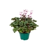 CYCLAMEN ABSOLU DE MOREL P11