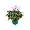CYCLAMEN ABSOLU DE MOREL P11