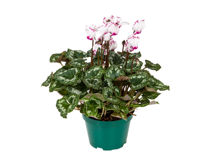 CYCLAMEN ABSOLU DE MOREL P11