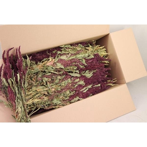 Df Amaranthus Red Bs