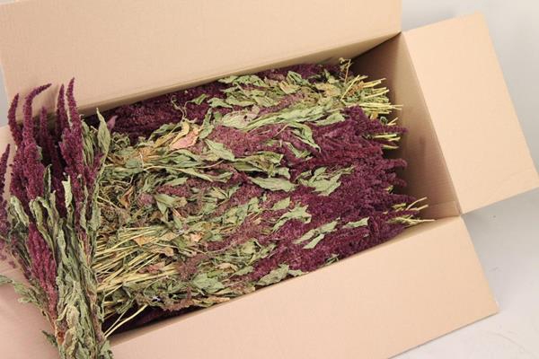 <h4>Df Amaranthus Red Bs</h4>