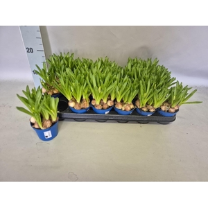 MUSCAR MOUNTAIN LADY