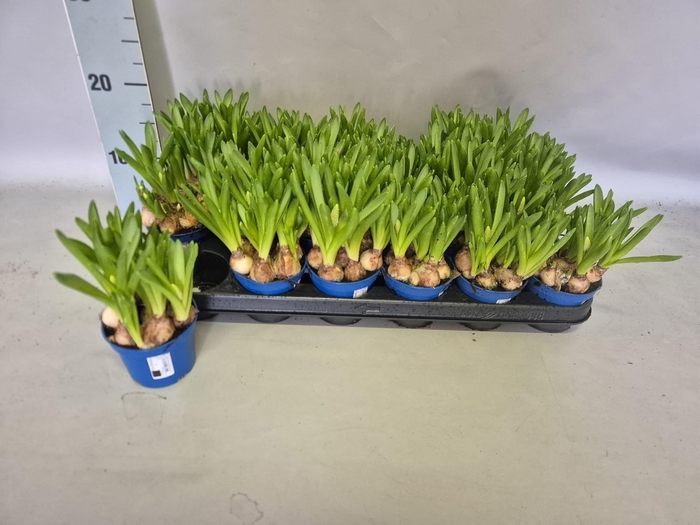 <h4>MUSCAR MOUNTAIN LADY</h4>