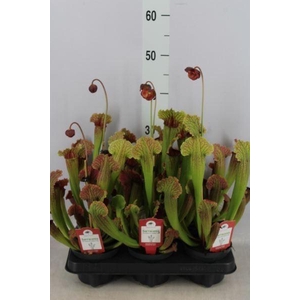 Sarracenia   ...