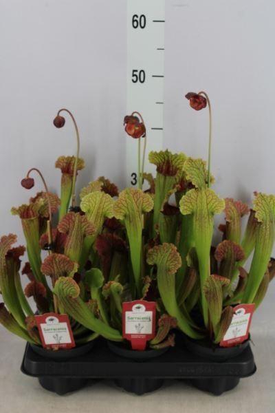 <h4>Sarracenia   ...</h4>
