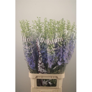 Delph El Dewi Noa Pale Blue