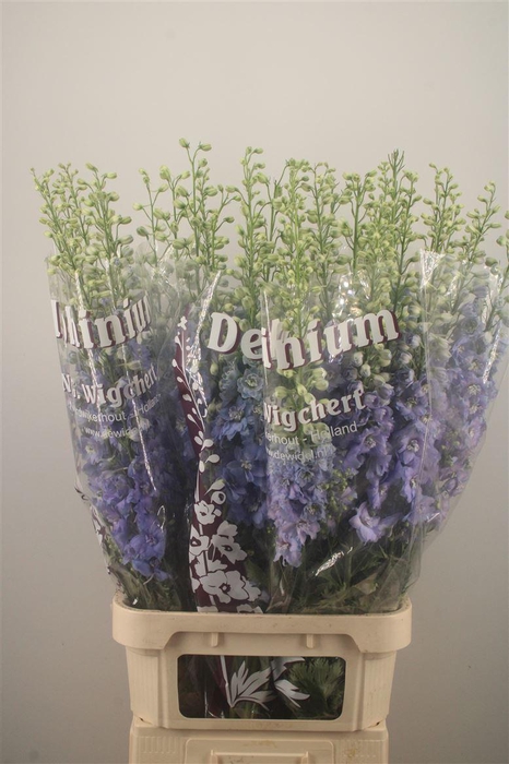 <h4>Delph El Dewi Noa Pale Blue</h4>