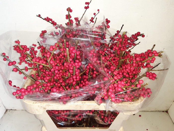 <h4>ILEX VE RODE BES</h4>