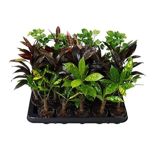 GREEN STAM MIX  P6  X 20