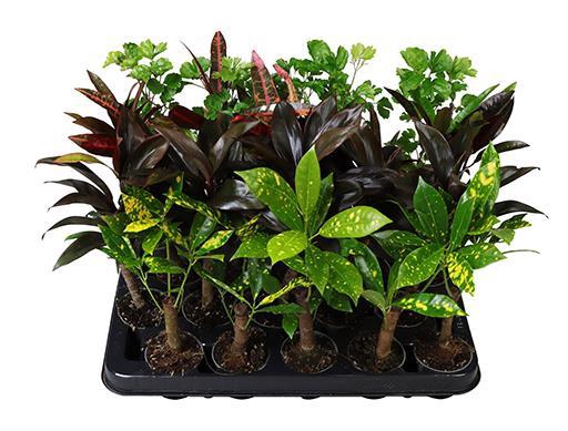 <h4>GREEN STAM MIX  P6  X 20</h4>