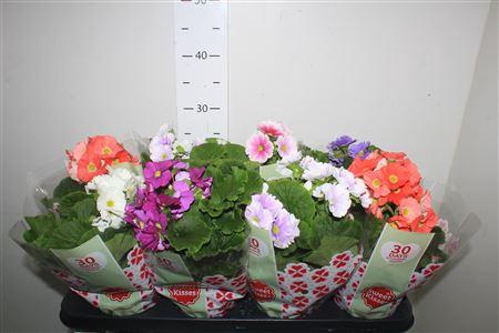 <h4>Prim Ob Tm Gem</h4>