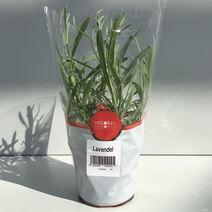 Lavendel P12