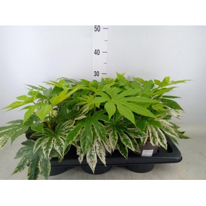 Fatsia japonica 'Variegata'