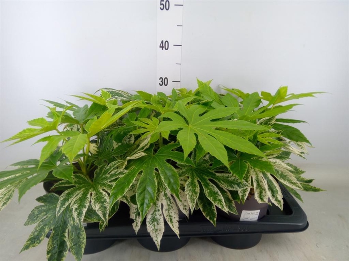 <h4>Fatsia japonica 'Variegata'</h4>