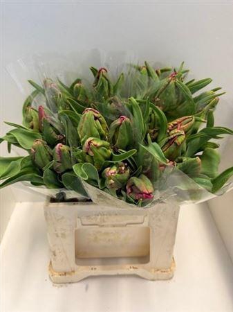 <h4>Tu Pa Red Madonna</h4>