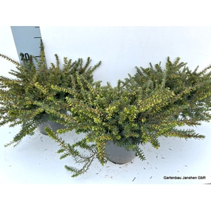 Erica dar. Kramer's Rote