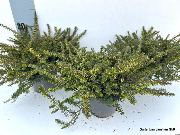 <h4>Erica dar. Kramer's Rote</h4>