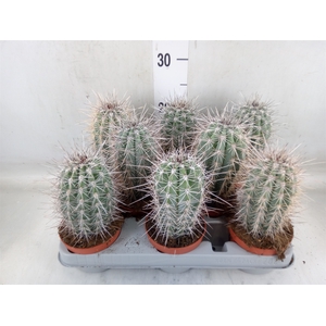Pachycereus pringlei