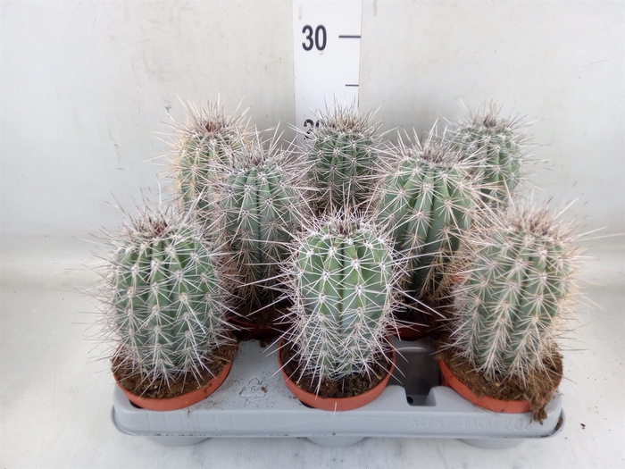 <h4>Pachycereus pringlei</h4>