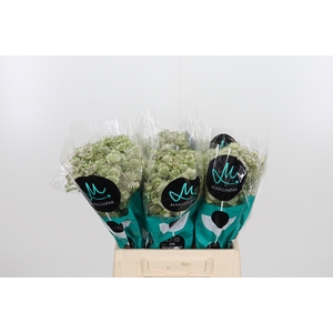 Astrantia Wit Billion Stars