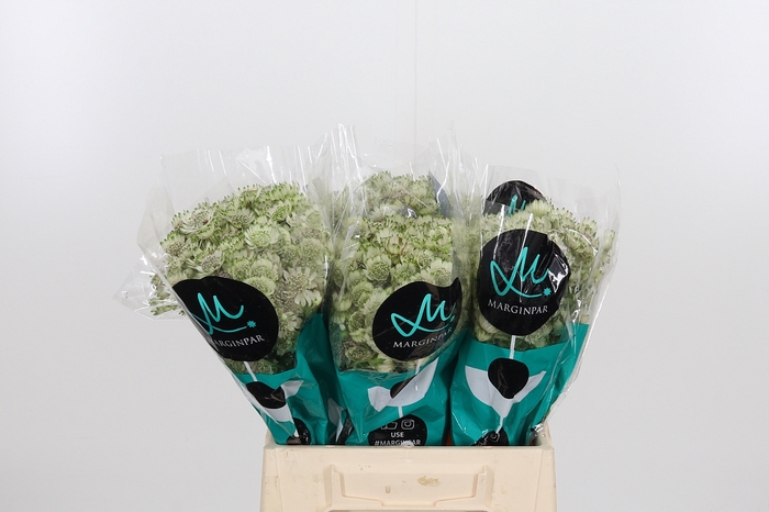 <h4>Astrantia Wit Billion Stars</h4>