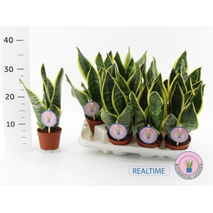 SANSEV FUTURA SUPERB