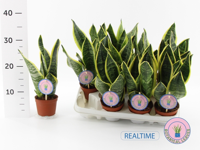 <h4>SANSEV FUTURA SUPERB</h4>